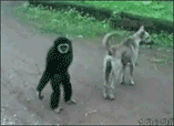 200911248212004.gif