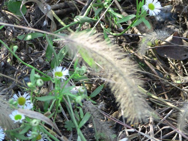 IMG_1381.JPG