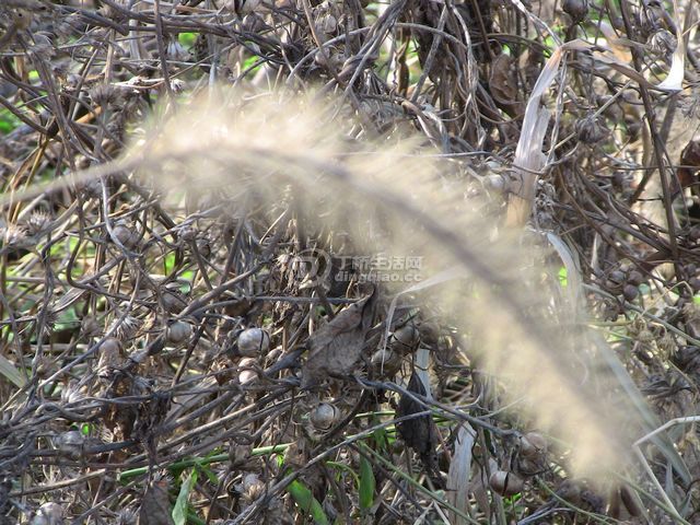 IMG_1383.JPG