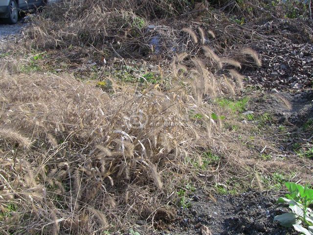 IMG_1390.JPG