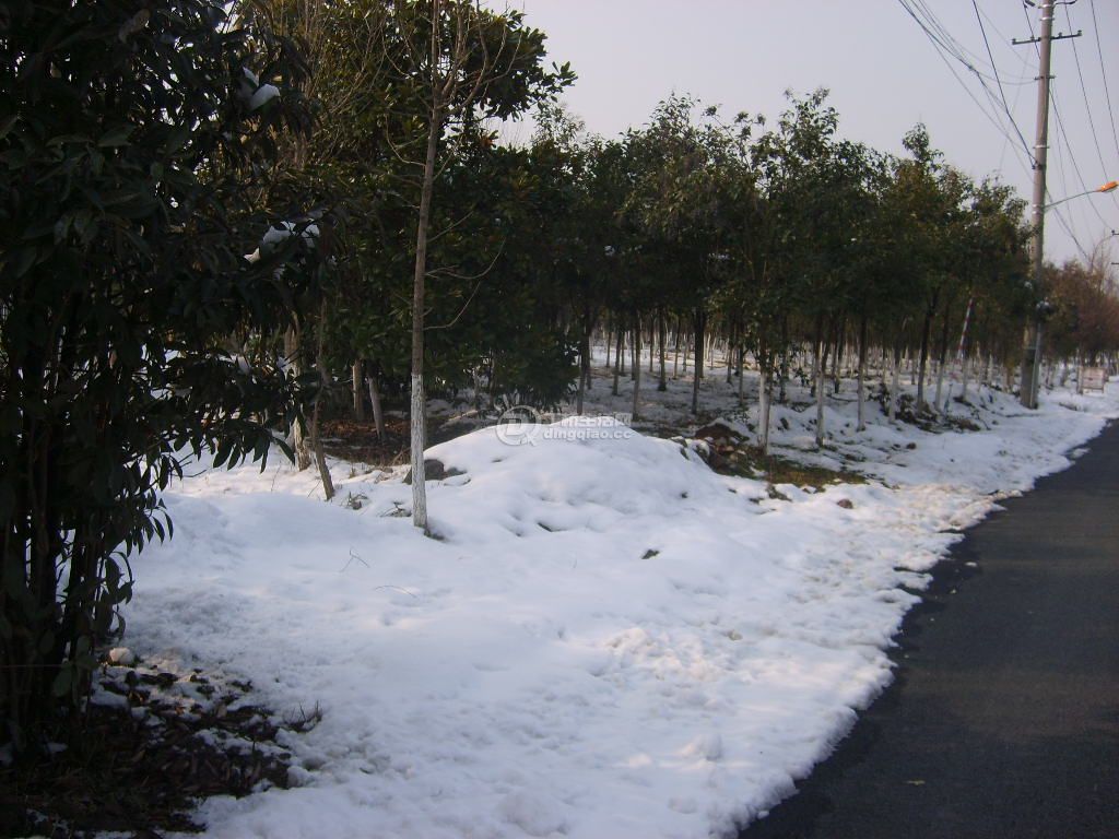S6000167.JPG