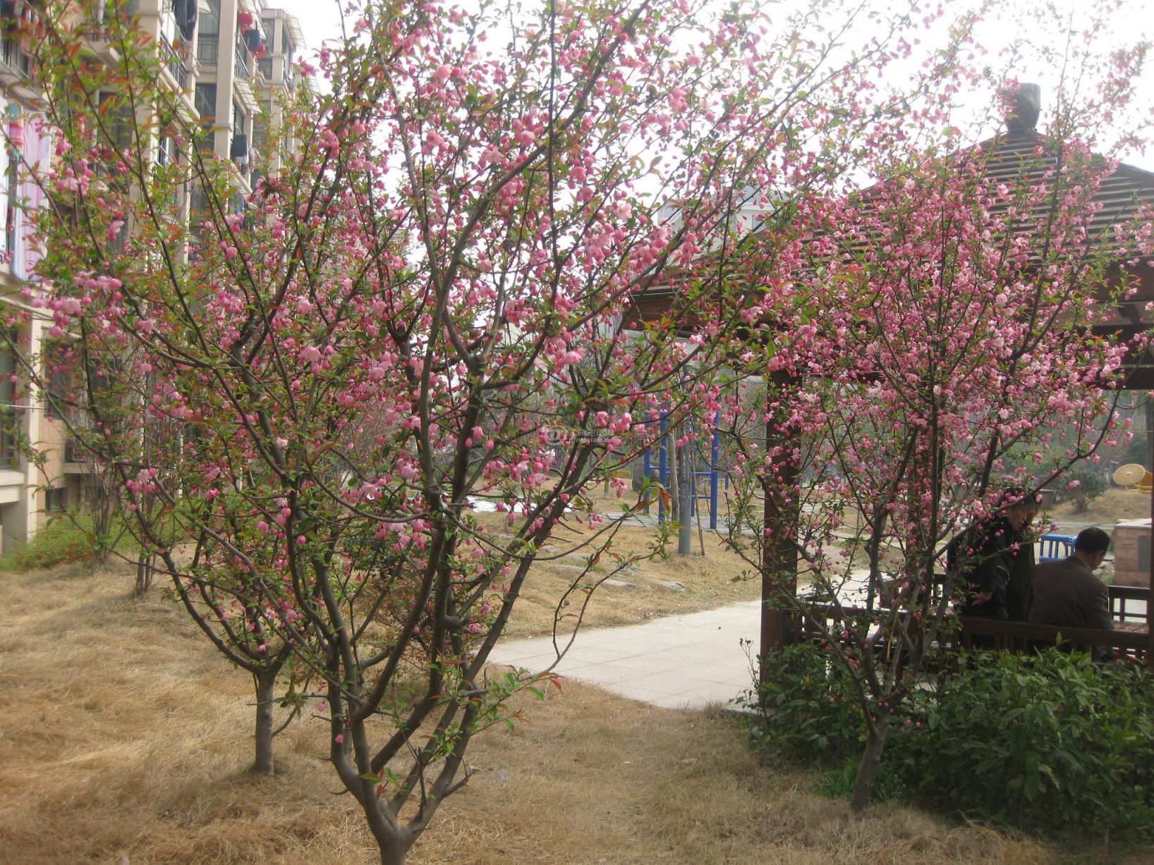 IMG_3739.jpg