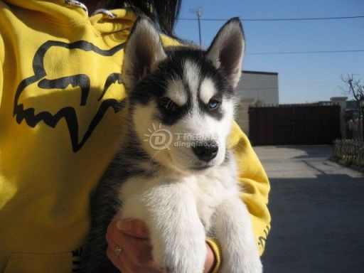 33566767[1].jpg