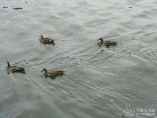 Ƭ 029.jpg