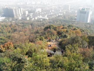 SAM_9779.jpg