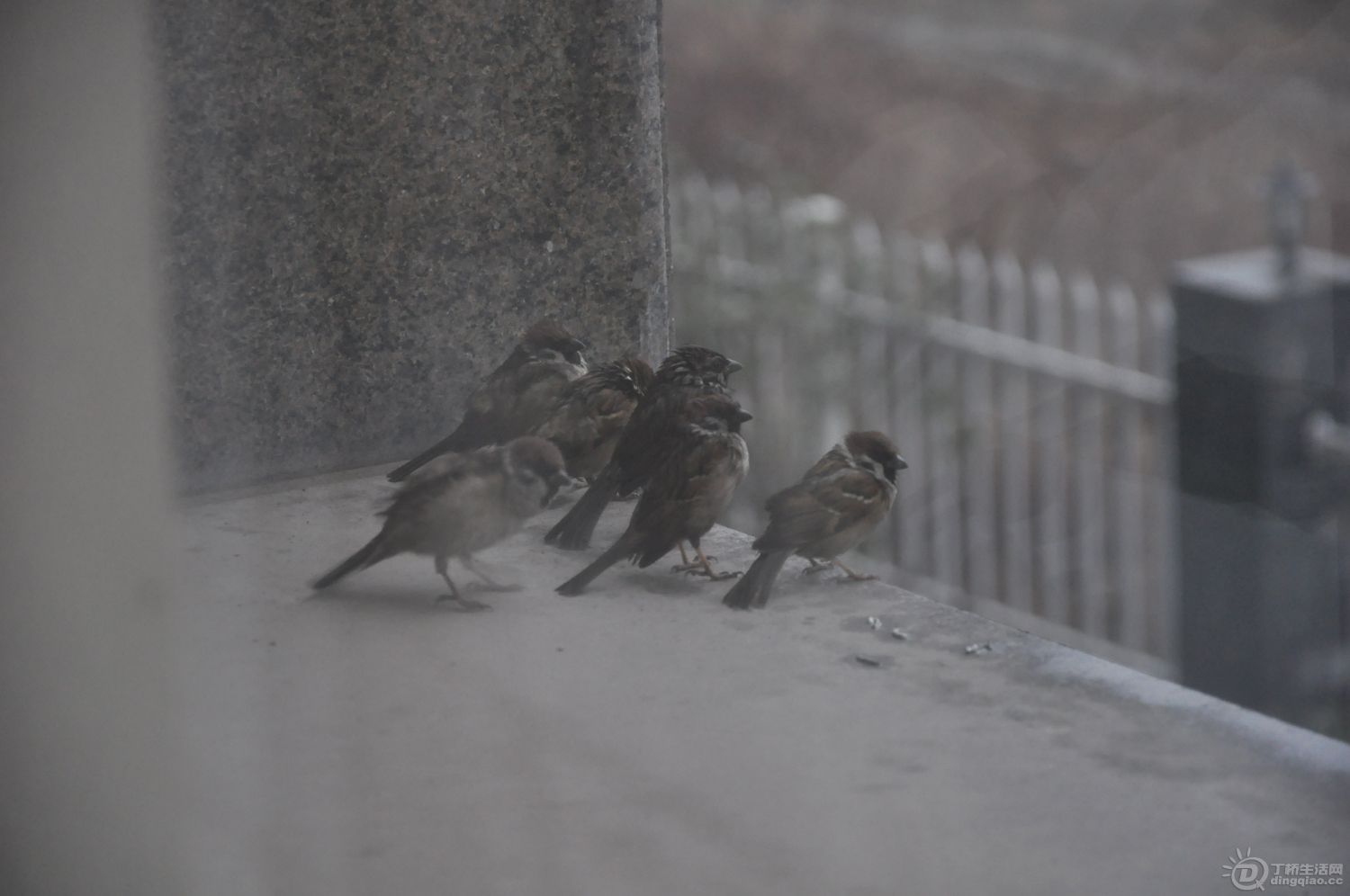 DSC_0009.JPG