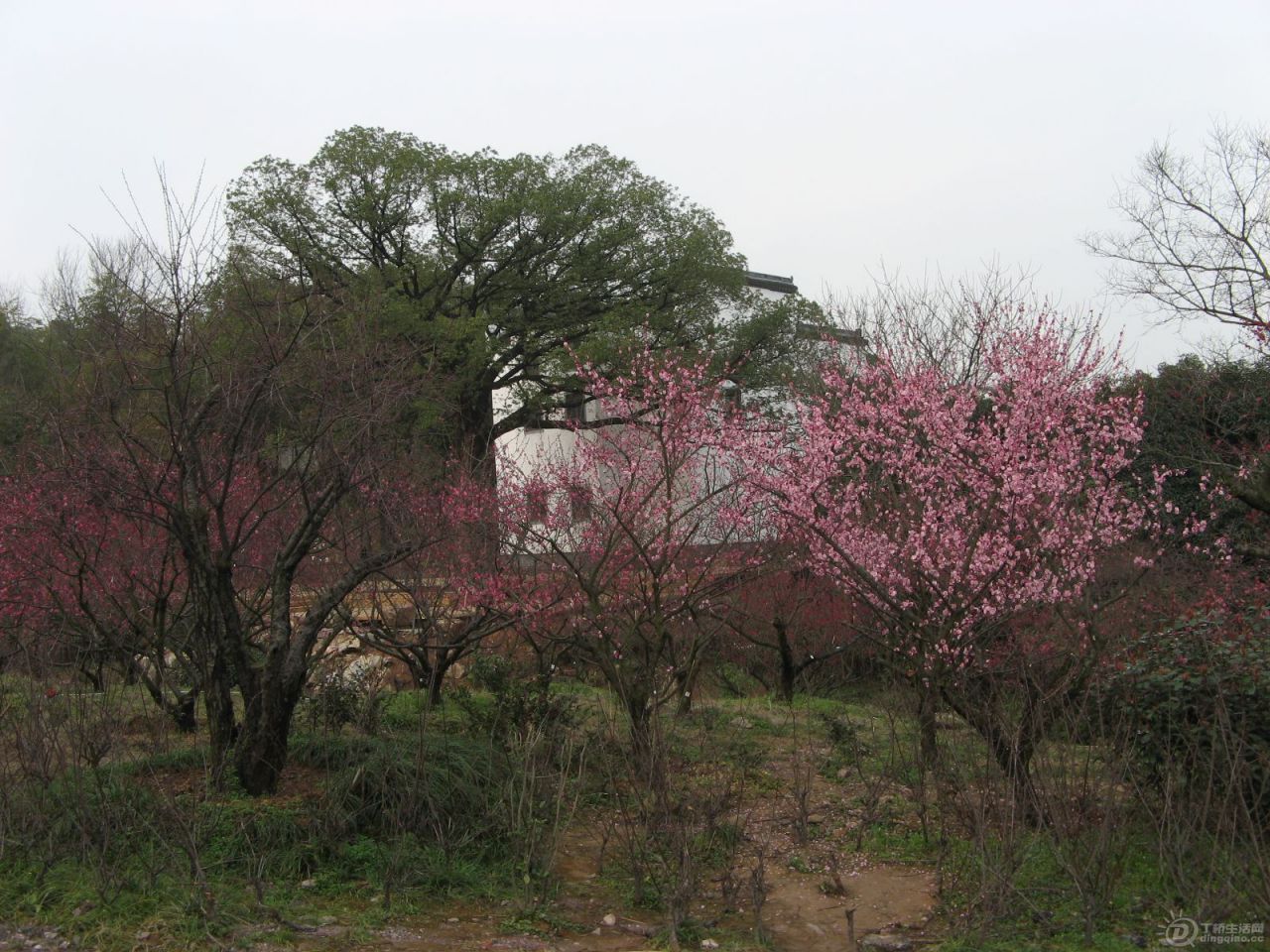 IMG_3490.JPG
