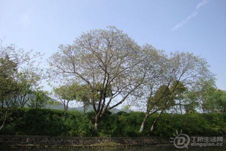 DSC08531.jpg