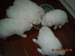 Ƭa 067.jpg