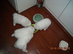 Ƭa 065.jpg