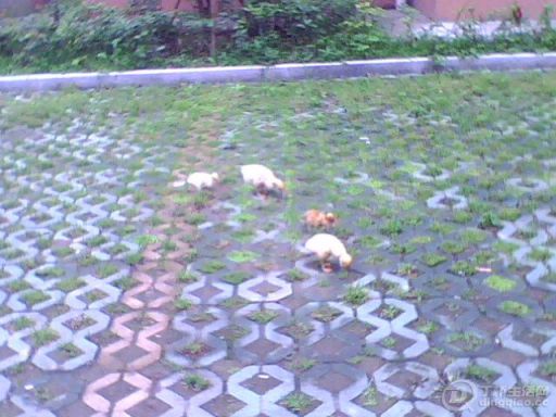 IMG0896A.jpg