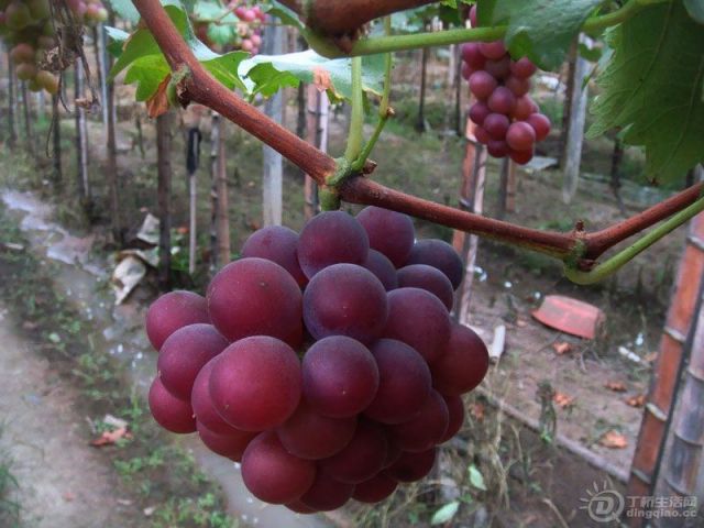 DSC04763_СС.jpg