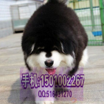 阿拉斯加 (8).jpg 阿拉斯加 (8).jpg