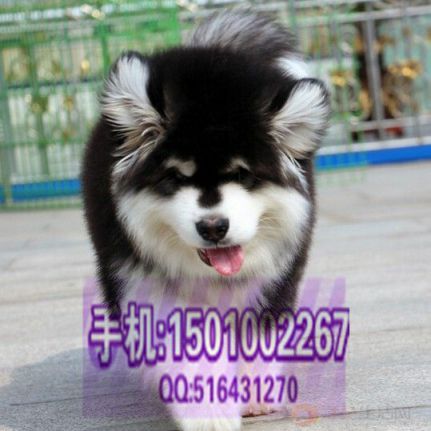 阿拉斯加 (9).jpg 阿拉斯加 (9).jpg