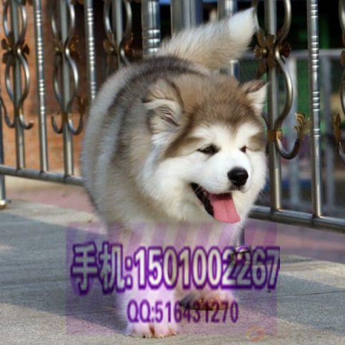 阿拉斯加 (10).jpg 阿拉斯加 (10).jpg