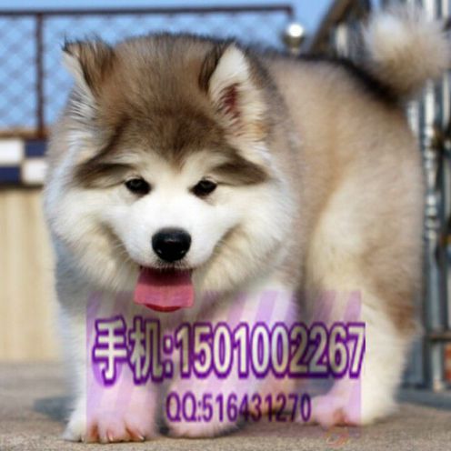 阿拉斯加 (11).jpg 阿拉斯加 (11).jpg