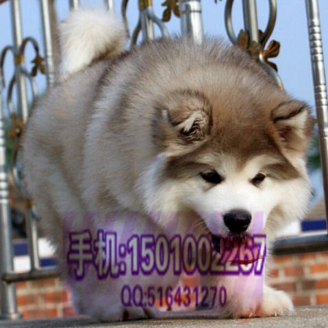 阿拉斯加 (12).jpg 阿拉斯加 (12).jpg