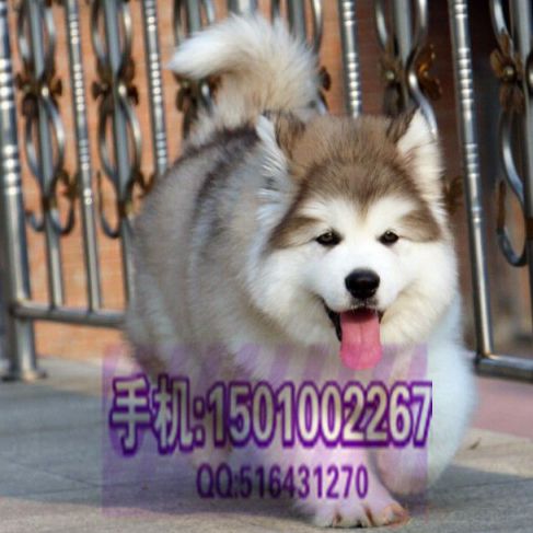 阿拉斯加 (13).jpg 阿拉斯加 (13).jpg