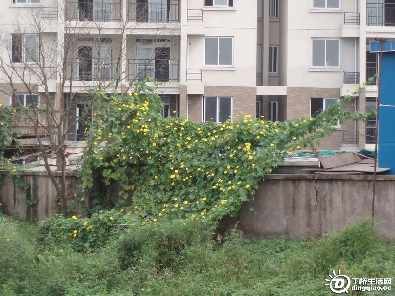 P9126062_С.JPG