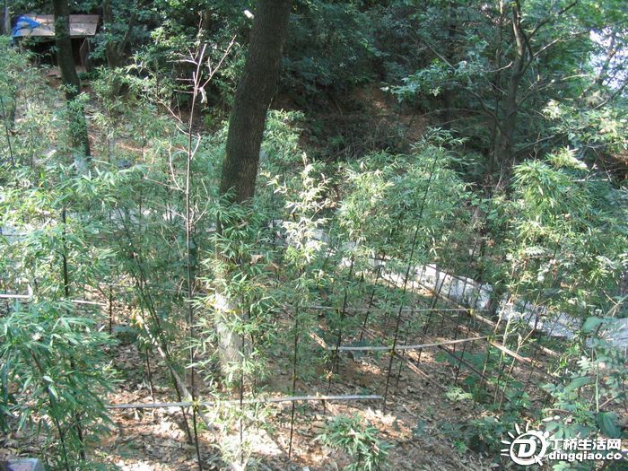 Ƭ 019.jpg