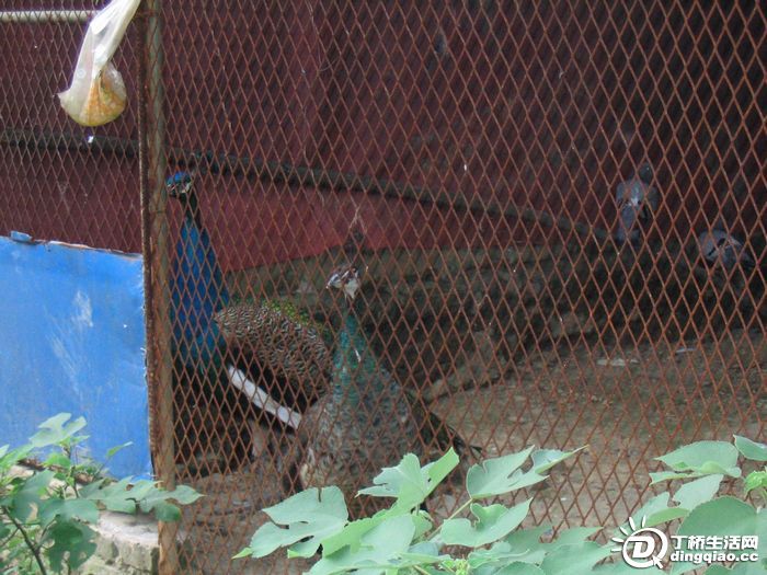 Ƭ 049.jpg